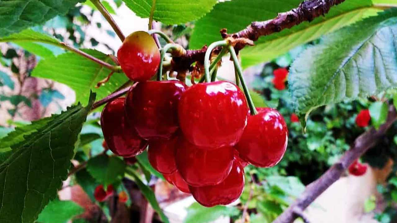 Nanking Cherry